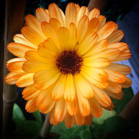 Calendula Flower Aesthetic, Calendula Flower Tattoo, Plants For Planters, October Flower, Healing Flowers, Spiritual Garden, Calendula Flowers, October Flowers, Planter Project