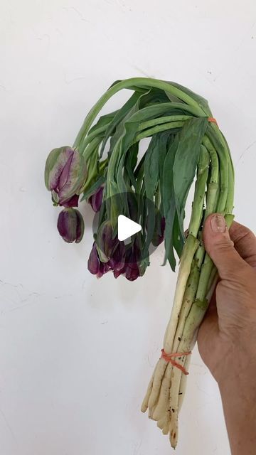 No-Till Flowers Podcast on Instagram: "Resurrecting tulips from dry storage. Tulips will be completely wilted when taken out of dry storage. Trim off about an inch of the stems. Wrap bunches in some paper at the top to support the floppy heads. Place in a bucket of clean water in a cool dark spot for 4-8 hours. Unwrap the bunches and you’re good to go!  I get a kick out of it every time! 🌷" Dried Tulips, Tulip Bouquet, Tulips Flowers, At The Top, Take Out, Clean Water, Tulips, Podcast, Trim