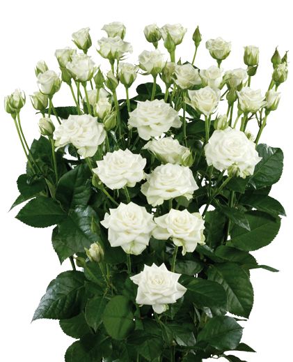 Grandiflora Snowflake (buff white) - alternative for bridesmaid Ecuadorian Roses, White Spray Roses, Spring Wedding Bouquet, Wholesale Roses, Summer Wedding Bouquets, Popular Flowers, Types Of Roses, Cymbidium Orchids, Preserved Roses