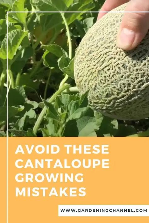 10 Cantaloupe Growing Mistakes to Avoid This Season - Gardening Channel Cantaloupe Growing, Canteloupe, Growing Tips, Healthy Garden, Growing Tomatoes, Fruit Garden, Culinary Skills, Delicious Fruit, Gym Workout Tips