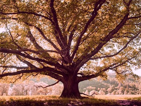 Giant Tree Aesthetic, Big Tree Aesthetic, Afterlife Aesthetic, Lottie Matthews, Trees Aesthetic, White Oak Tree, Marketing Project, Tree Aesthetic, Honey Locust