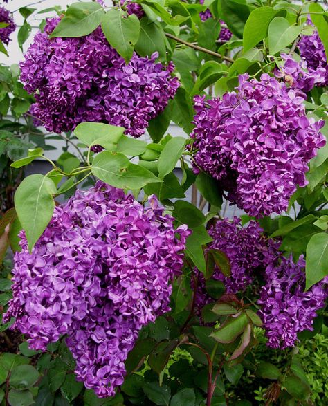 Lilac Plants, Lilac Syringa, Common Lilac, Gods Art, Flower Dome, Syringa Vulgaris, French Lilac, Lilac Bushes, Garden Shrubs