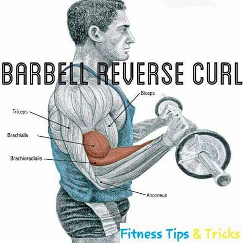 Bicep Routine, Barbell Workouts, Reverse Curls, Sports Physical Therapy, Forearm Workout, Barbell Workout, Muscle Gain, Biceps And Triceps, Healthy Relationship Tips