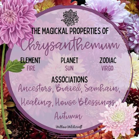 Chrysanthemum Witchcraft, Chrysanthemum Magical Properties, Witchcraft Flowers, Witchy Ingredients, Witchy Plants, Amaterasu Omikami, Magickal Correspondences, Herbal Witch, Flower Chart