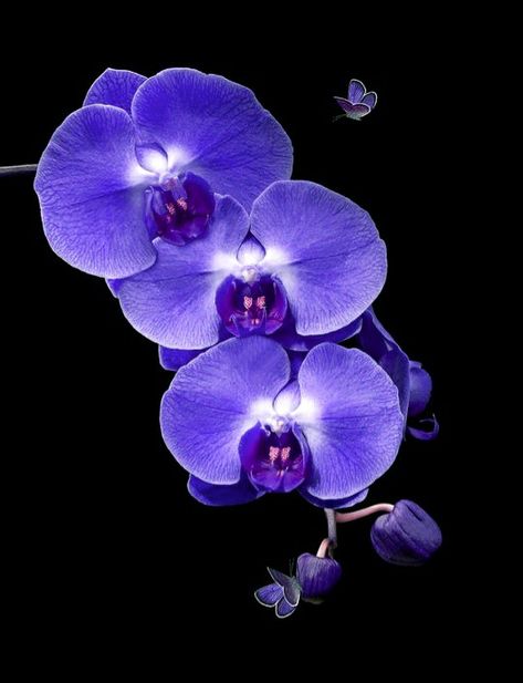 Purple Orchids Aesthetic, Purple Orchid Aesthetic, Blue And Purple Orchids, Orchid Photography, Dark Orchid, Hydrangea Garden, Floral Tattoo Design, Blue Orchids, Purple Orchids