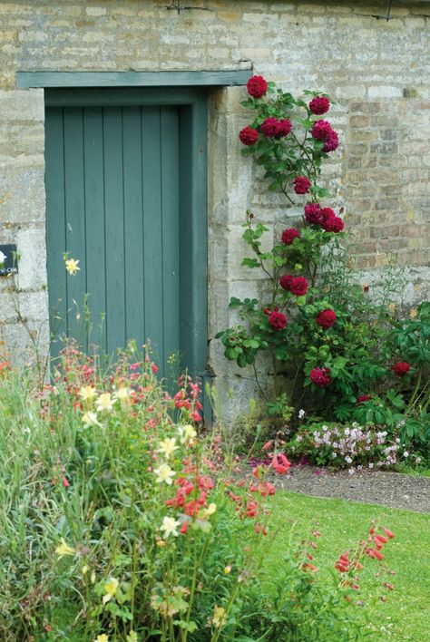 David Austin Climbing Roses, Red Climbing Roses, Drawing Roses, Deadheading Roses, Rose Garden Landscape, Rose Garden Design, Garden Inspo, Climbing Rose, Rose Care