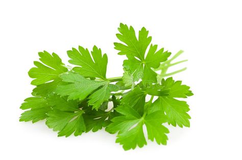 Green White Background, Parsley Leaves, Healing Food, Parsley, Green Leaves, White Background, Breaking News, Royalty Free Stock Photos, Herbs