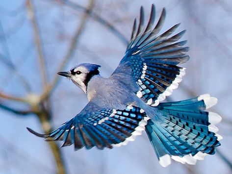 Blue Jay in Flight by Aaron Smith - Animals Birds ( bird, flying, flight, blue, audubon, jay, fly,  ) Songbird Tattoo, Blue Jay Tattoo, Blue Jay Bird, Arte Peculiar, Bear Tattoos, Jay Bird, Flying Birds, Bear Lake, White Bear