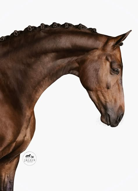 Horse Side Profile, Horse Reference Photos, Horse Head Profile, Horse Portrait Photography, Horse Poster, Horse's Neck, Horse Reference, Elegant Horse, Equine Portraits