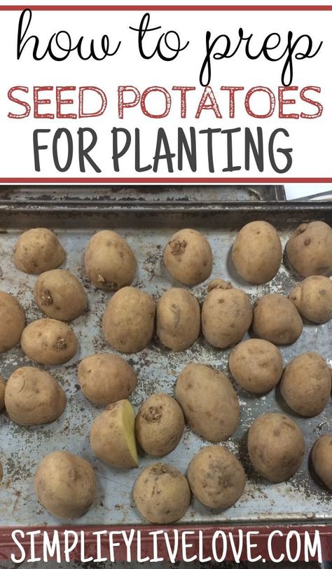 Planting Seed Potatoes, Suburban Homesteading, Potato Harvest, Seed Potatoes, Potato Gardening, Kitchen Gardening, Stock Your Pantry, Organic Gardening Pest Control, Planting Potatoes