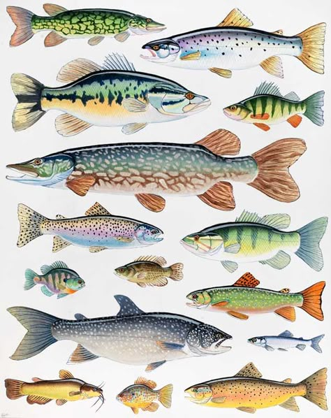 Fish of Lake George - Andrew Thompson Lake Fish Painting, Lake Fish Drawing, Fish Armor, Painted Coolers, Lodge Bedroom, Fish Illustrations, Lake Animals, Lake Fish, Patreon Art