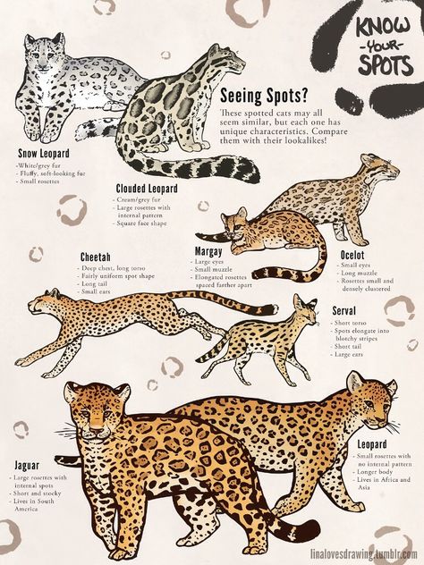 Cat spots Jaguar Spots, Feline Anatomy, Spotted Cat, Cat Anatomy, Cat Species, Clouded Leopard, Big Cats Art, Cat Pose, Scientific Illustration