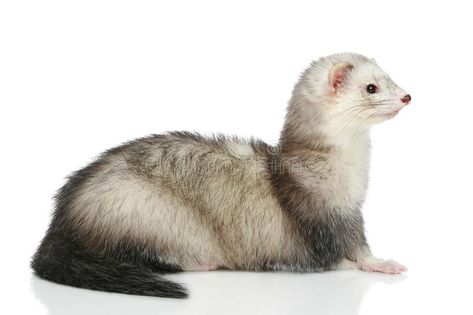 Ferret lying on a white background. Ferret (polecat) lying on a white background , #ad, #lying, #Ferret, #white, #polecat, #background #ad Ferret Reference, Ferret White, Weasel Animal, White Ferret, Continents Of The World, Raising Chicks, The Continents, Sense Of Sight, Crazy Dog