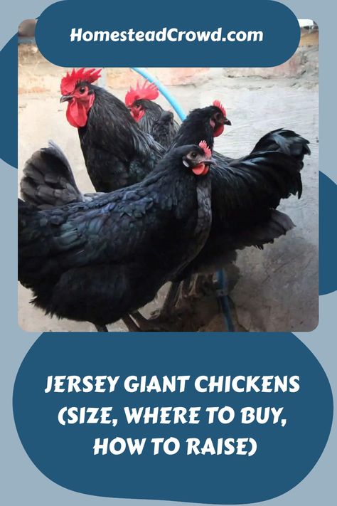 Learn about Jersey Giant Chickens, from their origins to care tips. Understand their size, characteristics, health, coop requirements, and how to raise them. Splash Chicken, Jersey Giant Chickens, Jersey Giant, Giant Chicken, Icy Weather, Meat Birds, Black Chickens, Chicken Health, Giant Breeds