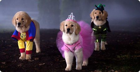 Spooky Buddies Gallery Santa Buddies, Pup Academy, Air Buddies Movies, Air Buddies, Spooky Buddies, Widget Images, Halloween Widget, Buddy Movie, Air Bud