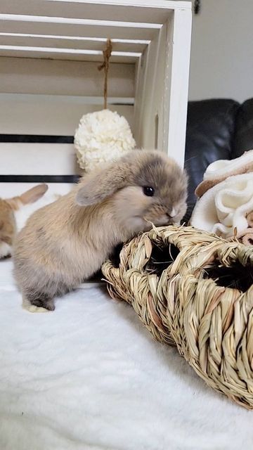 Blue Clover Rabbitry on Instagram: "Miffy + Clover's 4.5 week old holland lop buns! Loving every second with this litter! Stunning colors and beautiful personalities forming. I took their photos today, so they'll be moving from the "In The Nesting Box" page to the "Bunnies To _____" page. Full details are on our website! Links in our bio! 

We also have a few does who will be retiring soon, and they'll be looking for a pet home! I'll be very picky where they go! Details will be posted on our website very soon! 

Hope you all have a hoppy Thursday! 🐰" Lop Bunnies, Holland Lop Bunnies, Holland Lop, Nesting Box, Pet Home, Personalities, Buns, Holland, Cute Animals