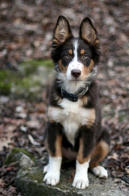 Panda Shepherd, Perfect Ears, Panda German Shepherd, Pretty Puppy, Dream Dog, Engagement Ring Size, Shepherd Puppy, Pretty Dogs, Blue Heeler