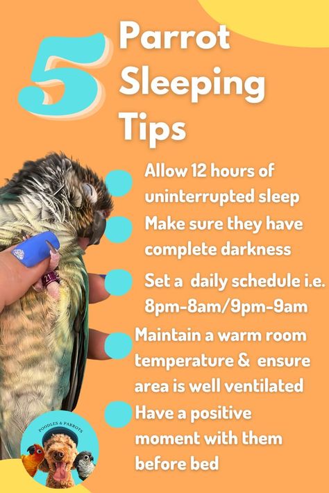 Most parrots function on a 12-hour sleep cycle and the quality of their sleep is essential to their happiness and health. They should have complete darkness and quietness during this 12 hour period. Leave your parrot alone while it sleeps. The more time it spends in uninterrupted sleep, the faster it will enter a REM sleep cycle, which is a much deeper level of rest. Budgie Tips, Rem Sleep Cycle, Budgie Food, Parakeet Care, Parrot Care, Parrot Diet, Love Birds Pet, Conure Bird, Sleep Is Important