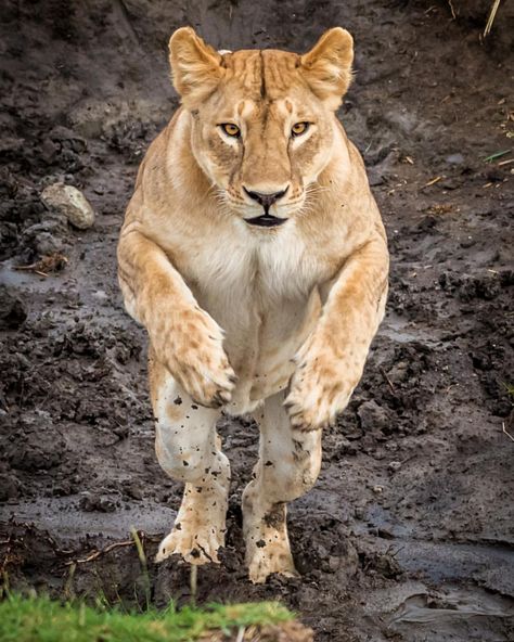 Yaron Schmid •• YSWildlifePhotography: “Some of my shots are pure luck of being in the right place at the right time, but this is not one of them. We watched a pride of lions with cubs playing and this lioness tried to cross a small puddle without getting her feet wet. She walked back and forth and I asked my driver to move a bit to a spot where I thought she will cross. Luckily, she jumped straight towards the camera.” Dog Rap, Wild Lion, Lion And Lioness, Lion Love, Animal Planet, Exotic Pets, Beautiful Cats, Big Cats, Wild Cats