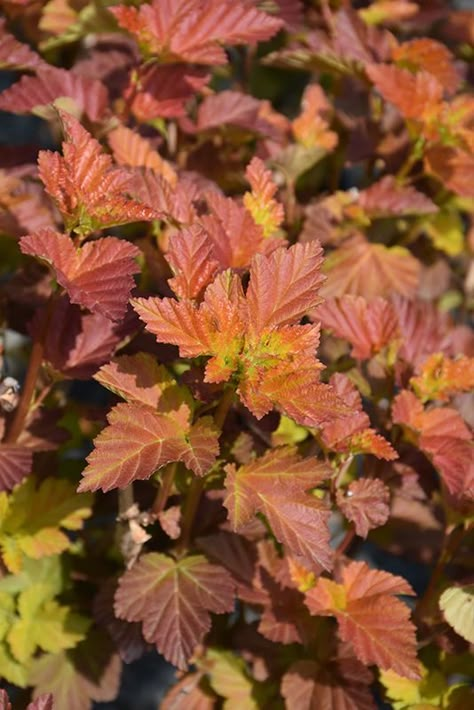 Click to view a full-size photo of Amber Jubilee Ninebark (Physocarpus opulifolius 'Jefam') at Shelmerdine Garden Center Ninebark Amber Jubilee, Physocarpus Amber Jubilee, Amber Jubilee Ninebark, Suburb Garden, Office Landscaping, Ninebark Shrub, Foundation Plants, Physocarpus Opulifolius, Colorful Shrubs