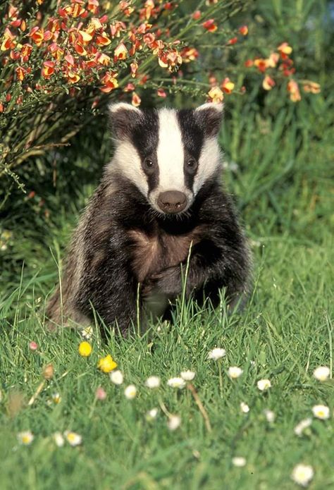 Badger Aesthetic, Badger Pictures, Badger Art, Badger Illustration, Baby Badger, Honey Badger, British Wildlife, Animal Projects, Weird Animals