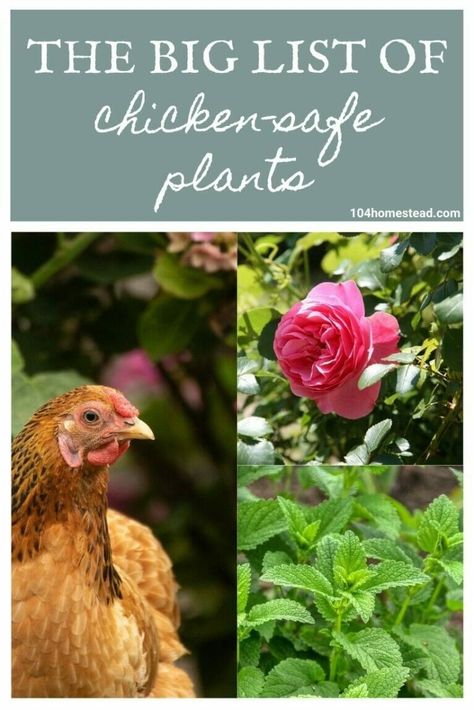 The Big List of Chicken-Safe Plants for In & Around Your Coop What To Plant Near Chicken Coop, Good Plants To Plant Around Chicken Coop, Plants To Grow In Chicken Coop, Gardening Around Chicken Coop, Herbs To Plant Around Chicken Coop, What To Plant In A Chicken Run, Growing Grass In Chicken Coop, Plants To Grow For Chickens To Eat, Vines To Grow On Chicken Coop