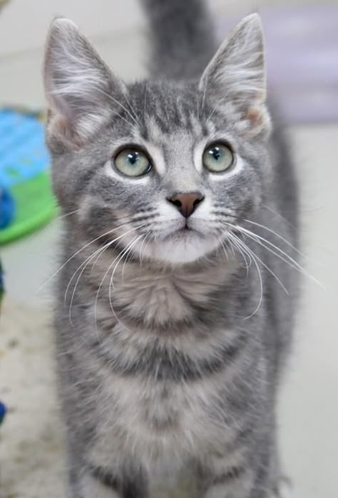 Domestic Short Haired Cat, Grey Short Hair Cat, Cute Tabby Cats, Light Grey Tabby Cat, Cats Short Hair, Blue Tabby Cat, Grey Striped Cat, Tabby Cat Grey, Light Grey Cat