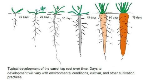 Typical Carrot Development (from seed) How To Plant Carrots, Growing Carrots, Biennial Plants, Carrot Seeds, Cottage Garden Plants, Garden Veggies, Veg Garden, School Garden, Home Vegetable Garden