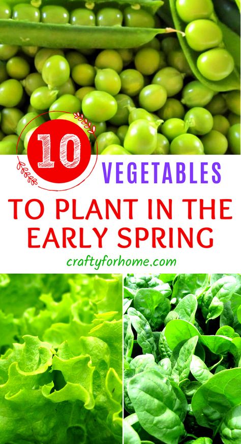 Green peas, spinach and lettuce are some of vegetable to grow in early spring. Spring Garden Planting Guide, Vegetables To Plant In March, Spring Gardening Tips, Spring Seeds To Plant, Easy Plants To Grow From Seed, Spring Garden Layout, When To Start Planting For Spring, Gardening In Michigan, How To Plant A Garden For Beginners