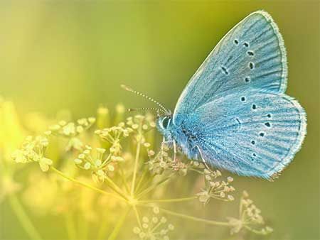 Blue Butterfly Meaning, Butterfly Spiritual Meaning, Butterfly Spiritual, Blue Color Meaning, Butterfly Spirit Animal, Butterfly Symbolism, Butterfly Colors, Butterfly Meaning, Meaning Of Blue