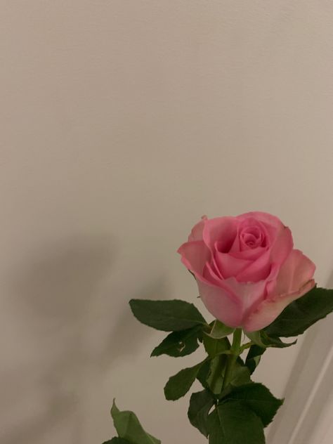 Pic At Home, Rose Flowers Aesthetic, Single Pink Rose, Rose Pic, Flowers Aesthetic, Aesthetic Pink, Rose Flowers, Rose Flower, Pink Rose