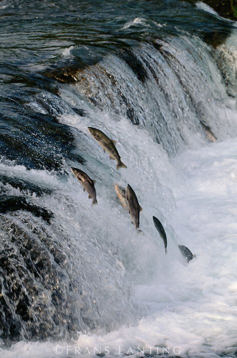 Salmon Swimming Upstream Salmon Swimming, Southeast Alaska, Frans Lanting, Katmai National Park, Fishing Photography, Salmon Fish, Pagani Huayra, Your Spirit Animal, Salmon Fishing