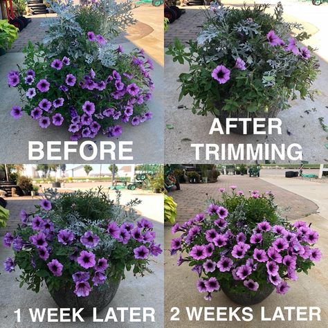 Petunia Pot Ideas, Petunias In Flower Beds, Petunias In Pots Planters, Petunia Planter Ideas, Petunia Flower Bed, Petunias In Pots, Growing Petunias, Petunia Garden, Petunia Planter