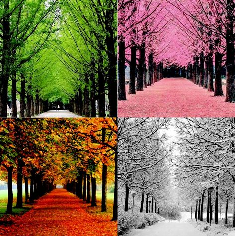 Four Seasons Photography, Seasons Changing Art, 4 Seasons Art, Four Seasons Painting, Four Seasons Art, Mother Earth Art, Winter In Japan, Nami Island, Sky Art Painting