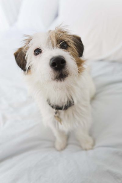 How to Groom a Wire-Haired Parson Russell Terrier? - Pets Wire Haired Terrier, Coat Types, Scruffy Dogs, Jack Russell Terrier Mix, Parson Russell Terrier, Jack Russell Dogs, Dog Exercise, Jack Russells, Terrier Mix Dogs