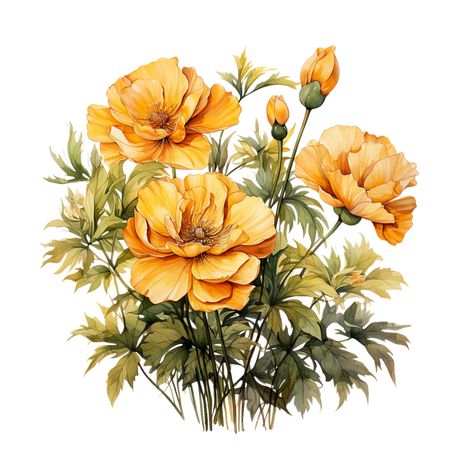 Flower Marigold, Watercolor Png, Floral Tattoo Design, Marigold Flower, Flower Watercolor, Ink Ideas, Png Transparent Background, Png Transparent, Flowers Photography