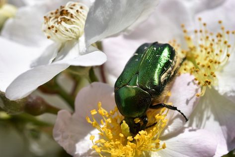 Rose Beetle Beetle, #Beetle, #Rose Green Beetle, Beetle Insect, Pet Logo Design, Blooming Rose, Green Rose, Logo Design Creative, Animal Logo, Beetles, Free Pictures