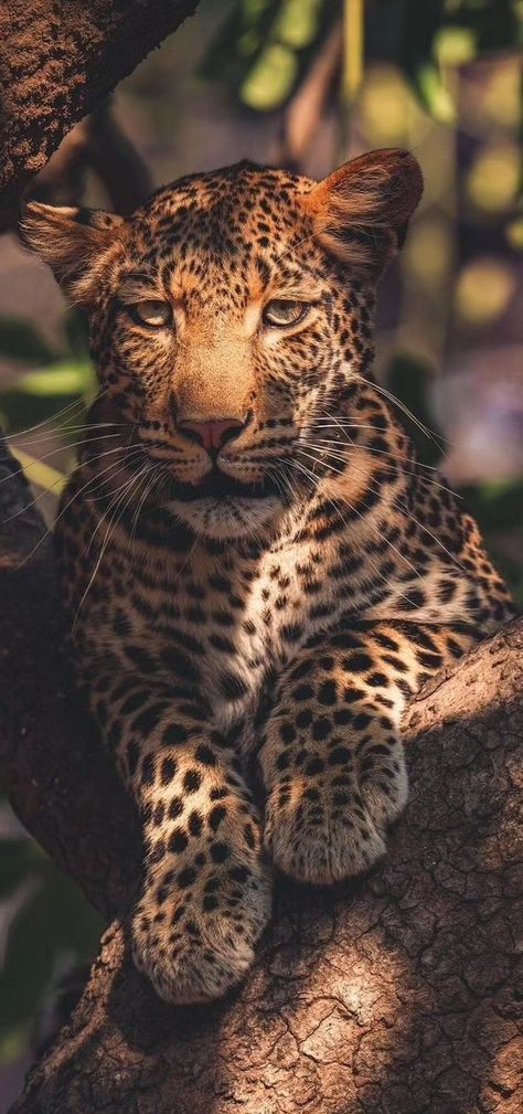 Cheetah Aesthetic Animal, Leapord Wallpaper Phone, Cheetah Asthetic Picture, Cheetah Lockscreen, Leopard Aesthetic Vintage, Cheetah Wallpaper Aesthetic, Cheetah Wallpaper Iphone, Cute Wallpapers Animals, Lion Wallpaper Hd 1080p