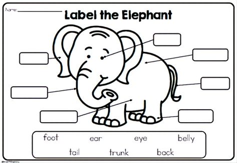 Elephant Information, Zoo Animals Preschool, Savannah Animals, Africa Craft, Informative Writing, Information Report, Basic English Sentences, Early Years Classroom, Animals Information