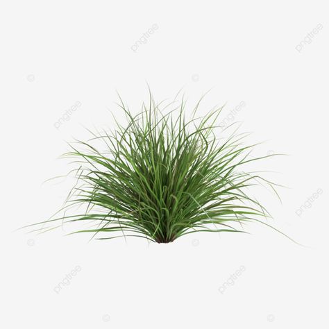 Red Shrubs, Cymbopogon Citratus, Cartoon Grass, Fruit Shrub, Ophiopogon Japonicus, Grass Background, Small Shrubs, Spring Background, Planting Shrubs