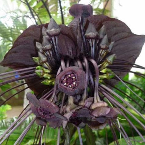 Bat Plant, Bat Flower, Goth Garden, Strange Flowers, Weird Plants, Black Garden, Cat Whiskers, Unusual Flowers, Unusual Plants