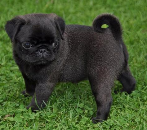 Pug Puppies For Sale, Black Pug Puppies, Cute Pug Puppies, Baby Pugs, Black Pug, Terrier Puppies, Pug Puppies, Pug Lover, Cute Pugs