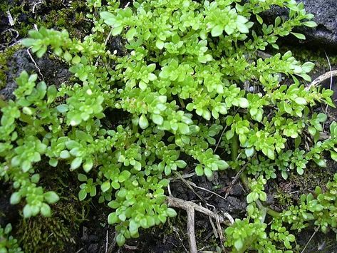 How to Grow and Care for Pilea microphylla (Artillery plant) Pilea Microphylla, Organic Compost, Southern Region, Soil Ph, Ground Cover Plants, Peat Moss, Replant, Plant Species, Types Of Soil