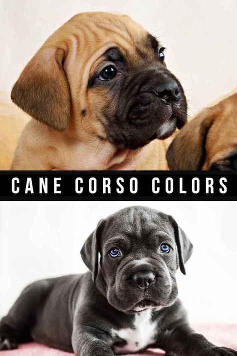 The Cane Corso is a large, intelligent and loyal breed originally found in Italy as a guardian dog. They have a short, smooth coat that comes in a huge range of colors. And, their grooming needs are relatively easy, particularly since they are not heavy shedders. The coat color they express will depend on the genes they inherit. So, let’s take a closer look at each Cane Corso shade, and if any will impact the breed’s temperament or health. Cane Corso Colors, Blue Cane Corso, Black Cane Corso, Fun Facts About Dogs, Cane Corso Dog Breed, Cane Corso Italian Mastiff, Dark Blue Eyes, Cane Corso Puppies, Black Puppy