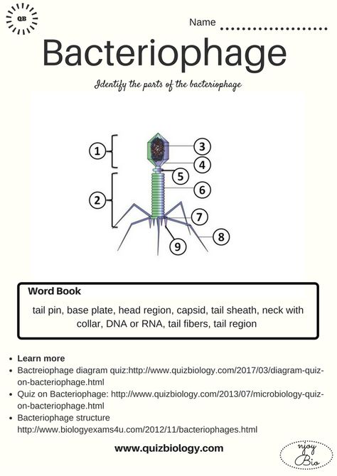 Worksheet on Bacteriophage. Check your understanding Microbiology Worksheets, Cellular Biology, Dna Facts, Biology Diagrams, Dna Project, Cells Worksheet, Biology Worksheet, Ap Biology, Technology Life