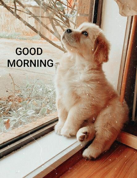 Good Morning Dog, Funny Good Morning Wishes, Cute Morning Quotes, Good Morning Animals, Good Morning Christmas, Good Morning Today, Good Morning Funny Pictures, Good Morning Post, Good Morning Sunshine Quotes