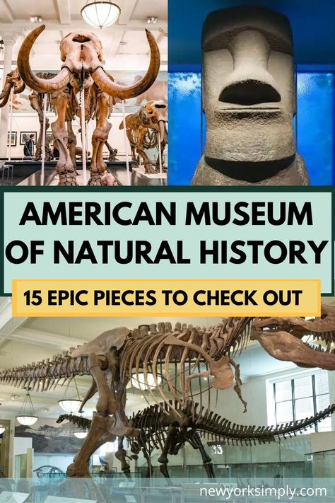 Natural History Museum New York, American Museum Of Natural History Nyc, Natural History Museum Nyc, Museum Of Natural History Nyc, Nyc Museums, Nyc Sightseeing, New York City Museums, Nyc 2023, Nyc Attractions