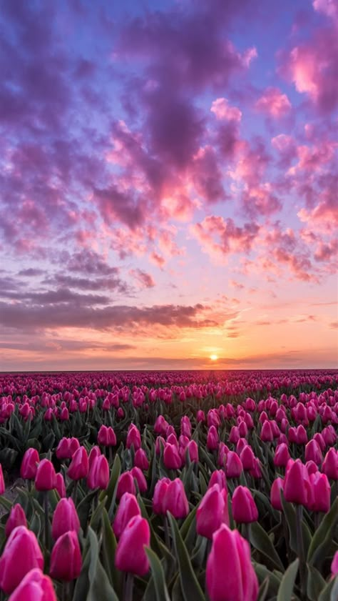 Free Wallpaper Backgrounds, Tulip Fields, Wallpaper For Iphone, Nothing But Flowers, Pretty Landscapes, Flower Therapy, Sunset Wallpaper, Pink Tulips, Tulips Flowers