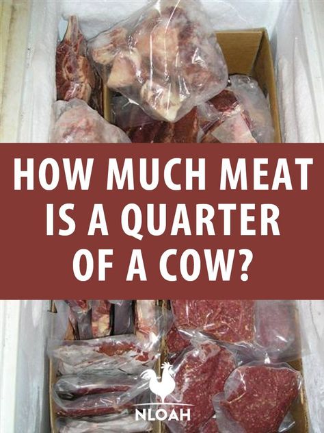 Tips on purchasing a quarter of a cow, how much actual meat to expect to get, and more. #cows #cattle #food Cow Meat Chart, Meat Cow Breeds, Raising Beef Cattle, Buying A Cow For Meat, Cow Meat, Cow Tipping, Showing Beef Cattle, Cured Meat Recipes, Beef Cow