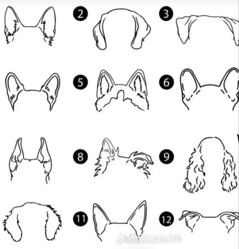 Dog Ear types Dog Ears Drawing Reference, Springer Spaniel Ear Tattoo, Dog Ear Silloettes Tattoo, Dog Ear Outline Tattoo Silhouettes, Dog Tattoo Ear Outline, Dog Ears Drawing, Dog Breed Ear Outline, Dog Ear Outline Tattoo, Animal Sketching